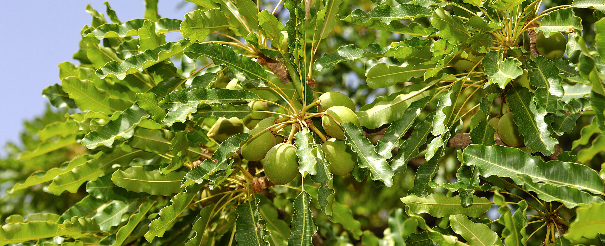 Fruits of Shea butter tree, Karite tree, Vitellaria paradoxa, syn. Butyrospermum parkii, B. paradoxa, Burkina Faso